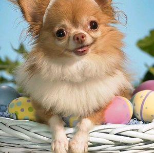 Meet your Posher, Janet